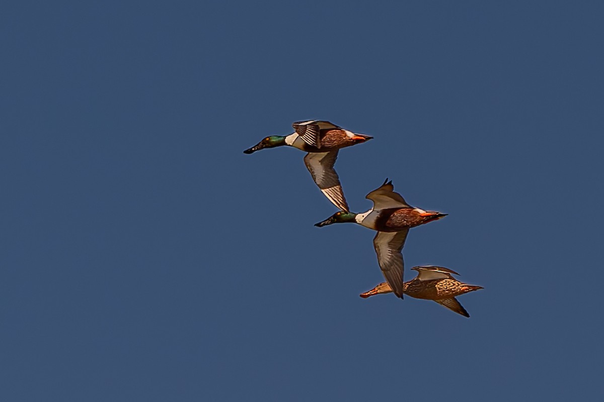 Mestolone - ML646817346