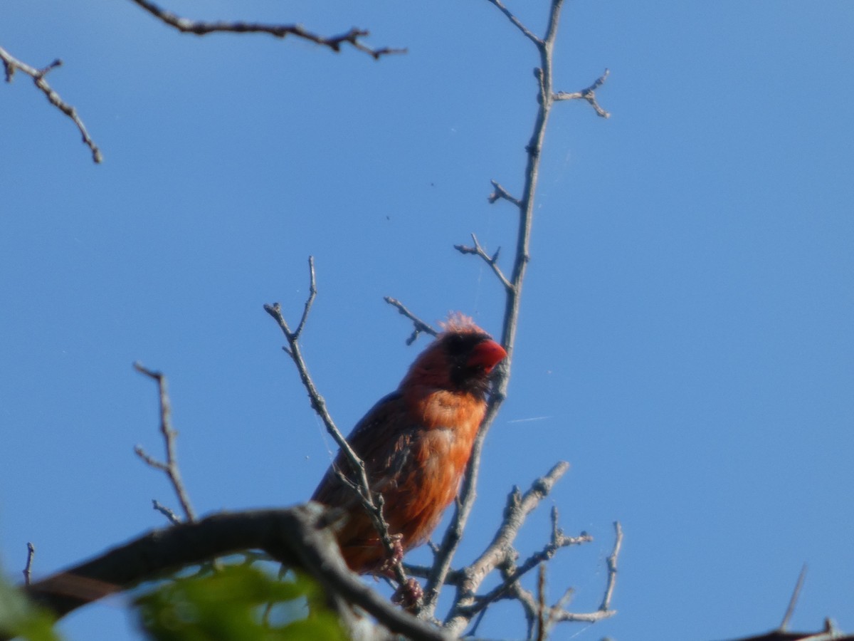 Kırmızı Kardinal - ML646817347