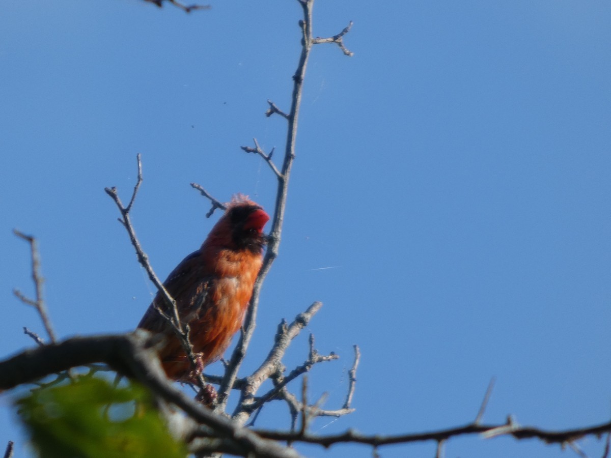 Kırmızı Kardinal - ML646817348