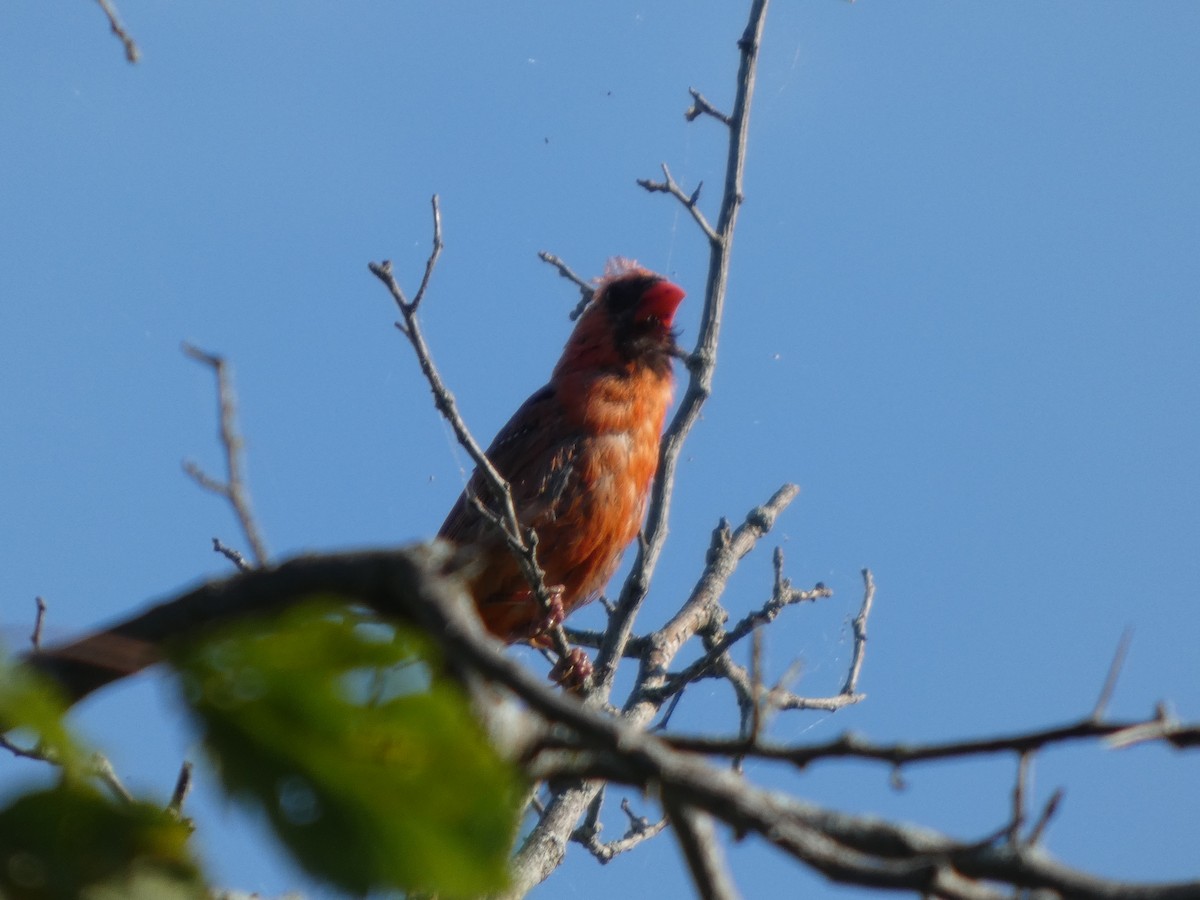 Kırmızı Kardinal - ML646817349