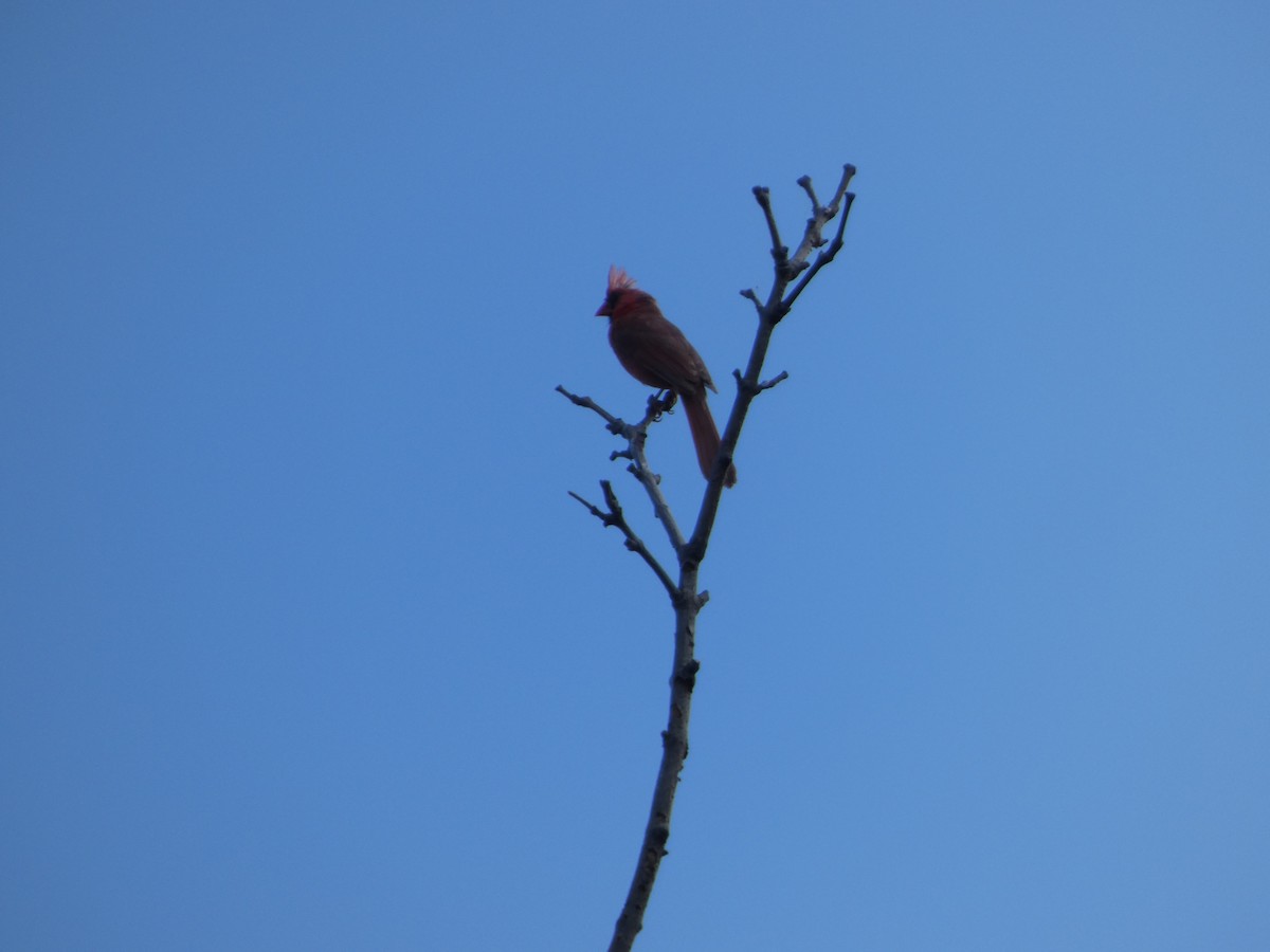 Kırmızı Kardinal - ML646817350