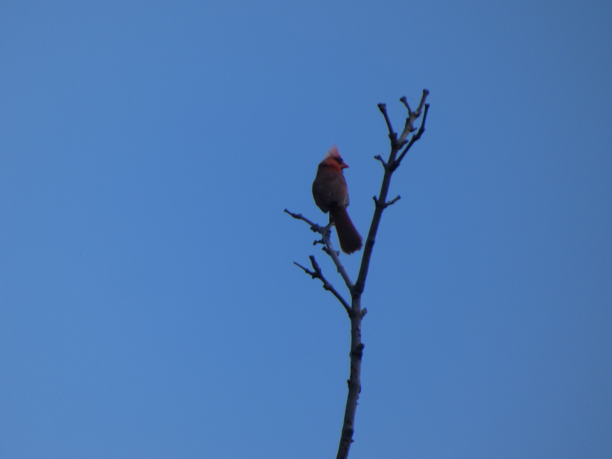 Kırmızı Kardinal - ML646817351