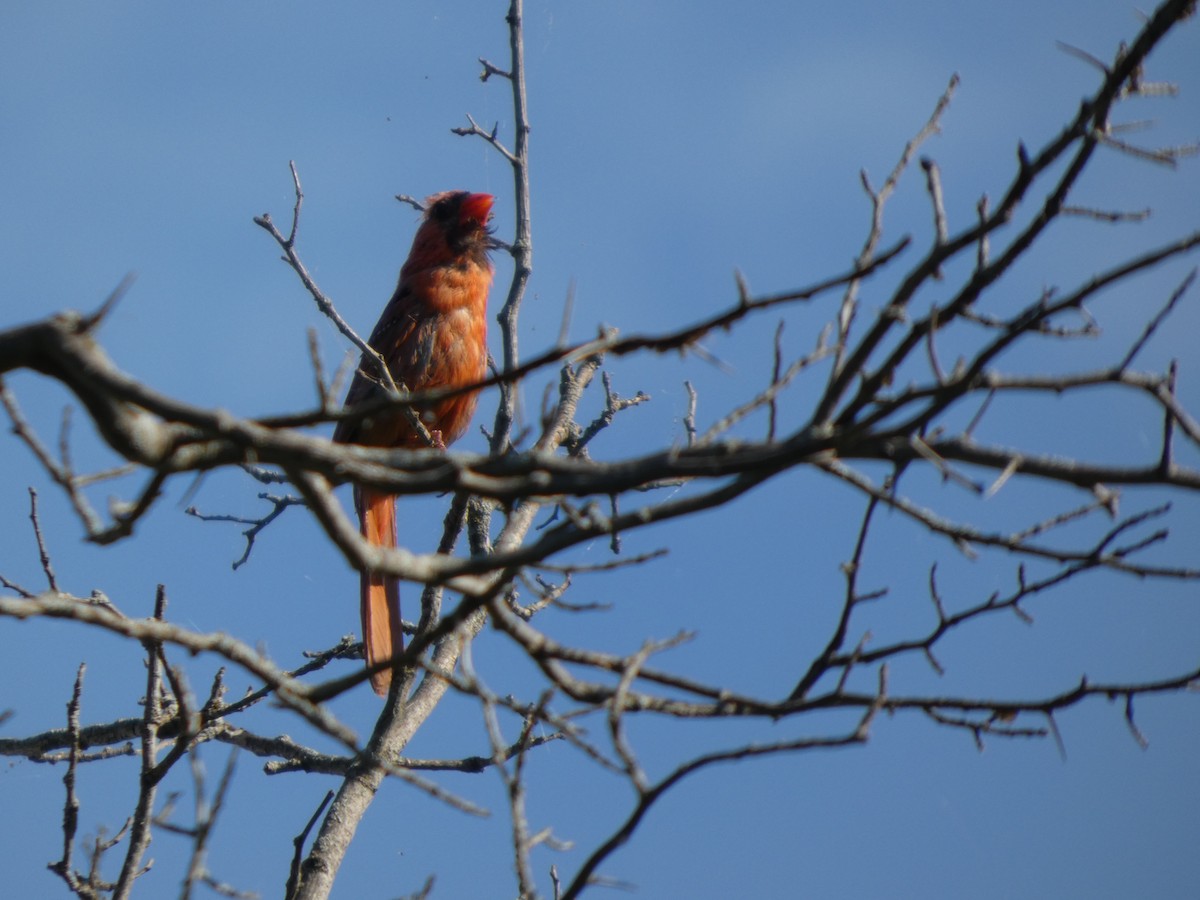 Kırmızı Kardinal - ML646817352