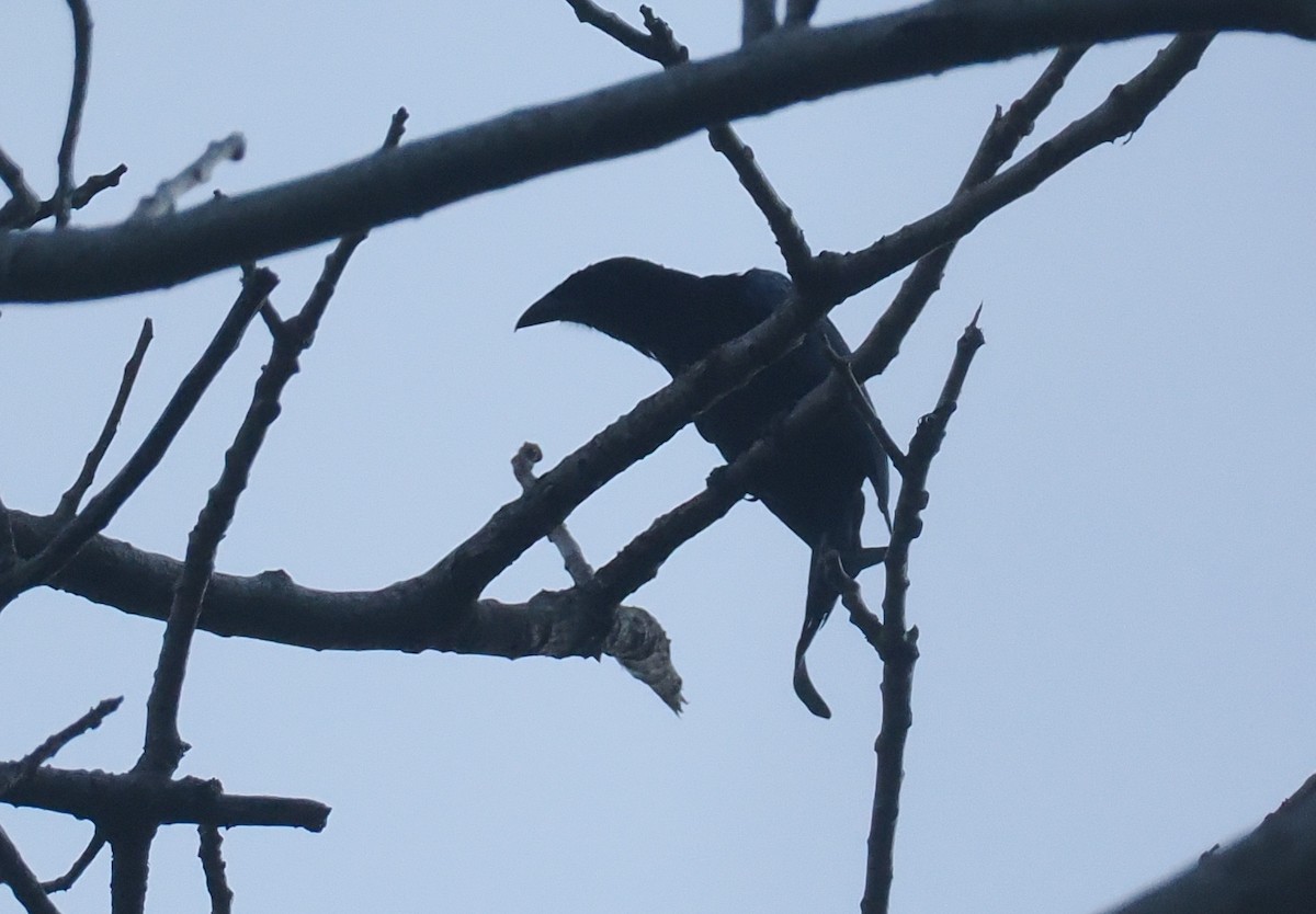 Wallacean Drongo (Lombok) - ML646817354