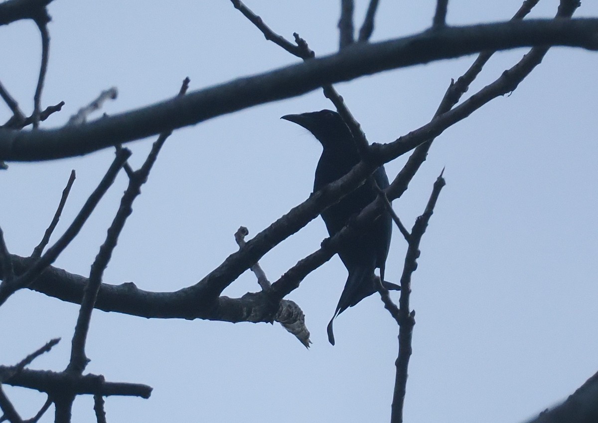Wallacean Drongo (Lombok) - ML646817355