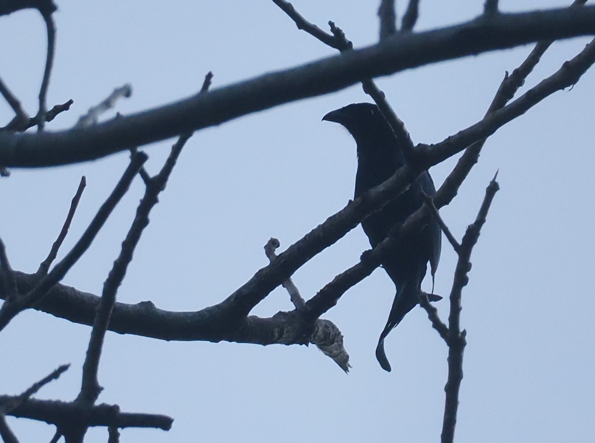 Wallacean Drongo (Lombok) - ML646817356