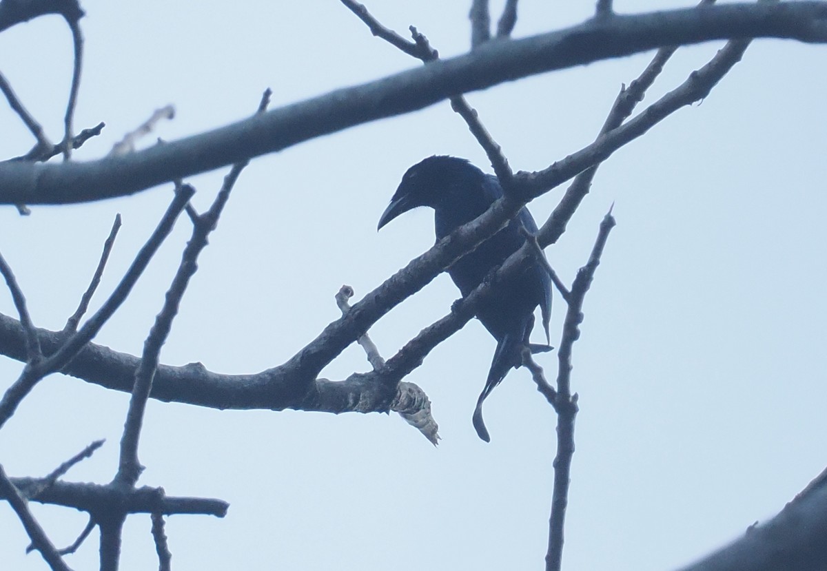 Wallacean Drongo (Lombok) - ML646817357
