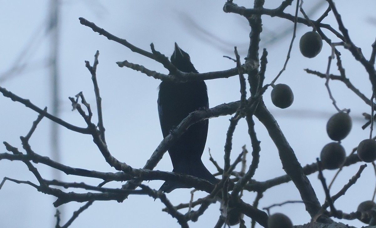 Wallacean Drongo (Lombok) - ML646817358