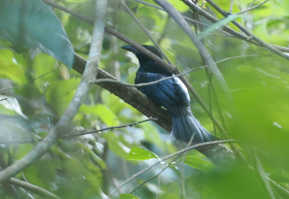 Wallacean Drongo (Lombok) - ML646817359