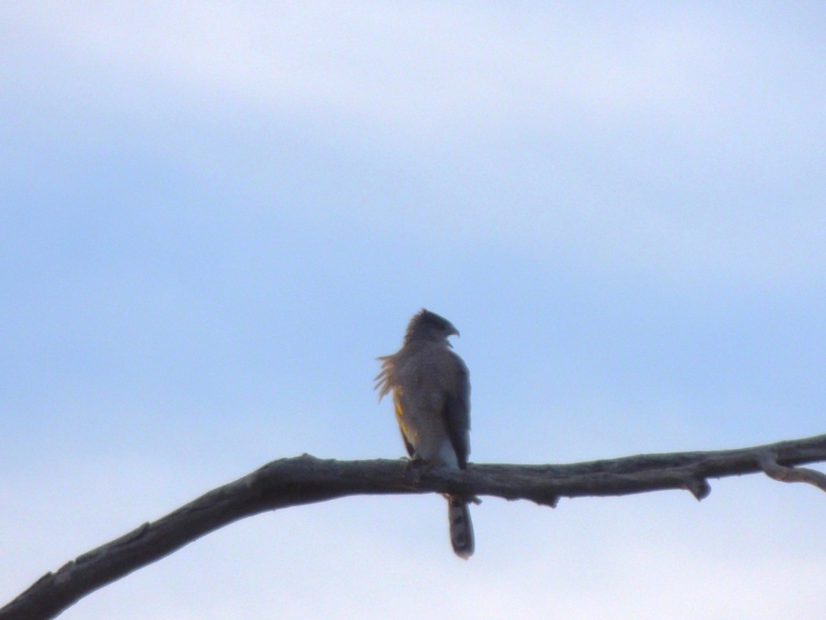 Gavilán de Cooper - ML646817360