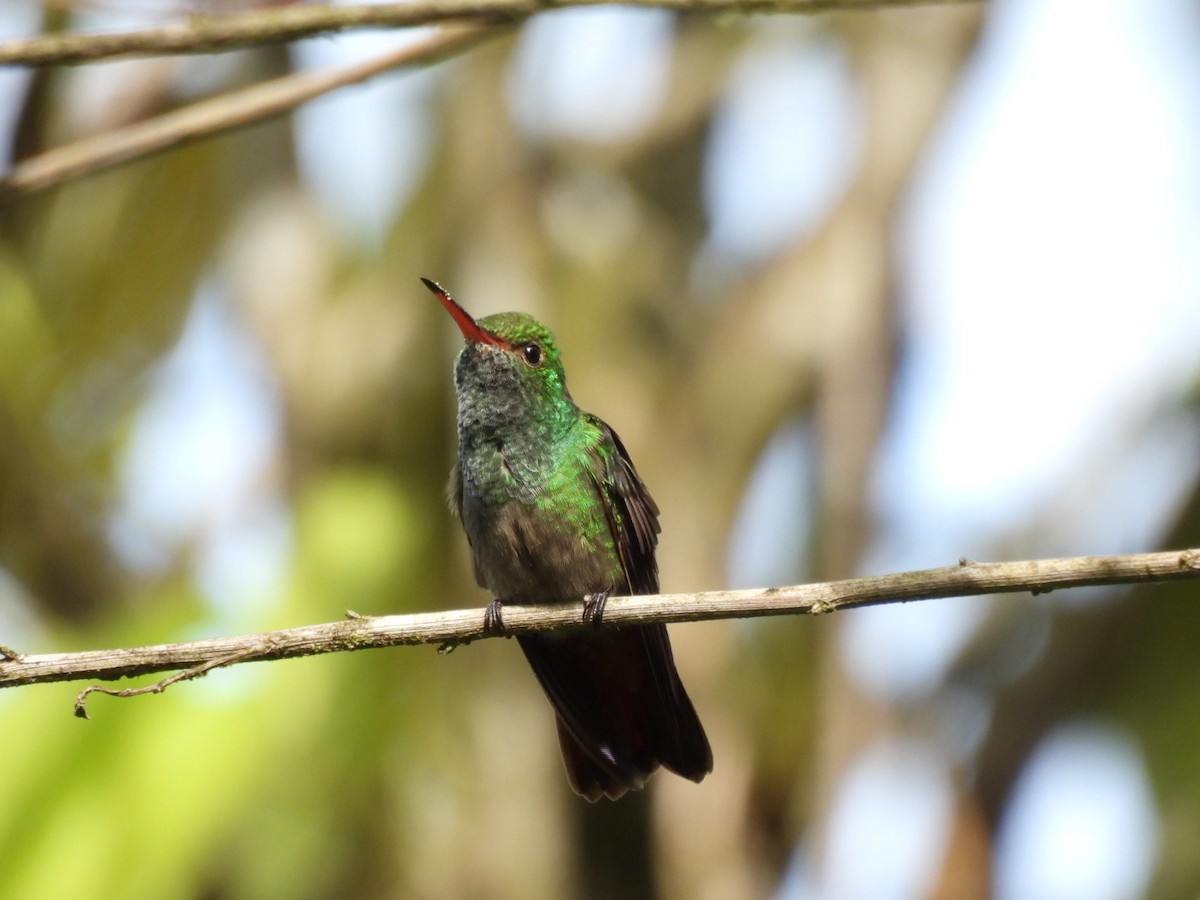 Rufous-tailed Hummingbird - ML646817361