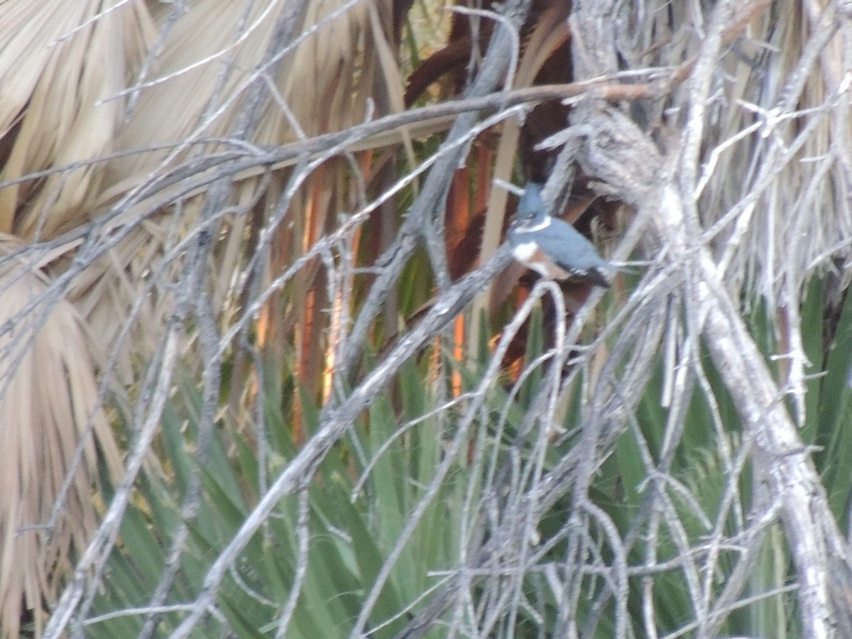 Martín Gigante Norteamericano - ML646817363