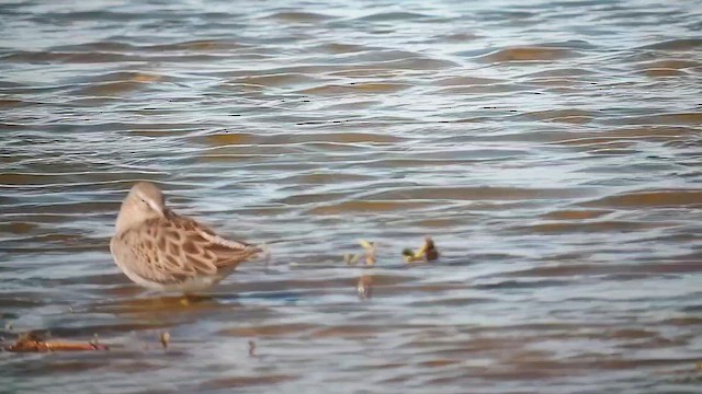 Long-billed Dowitcher - ML646817364