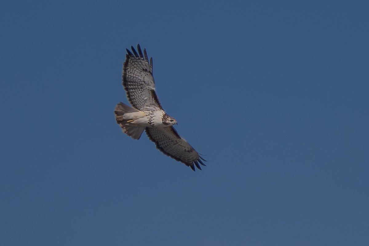Red-tailed Hawk (borealis) - ML646817365