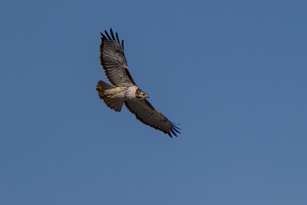 Red-tailed Hawk (borealis) - ML646817366