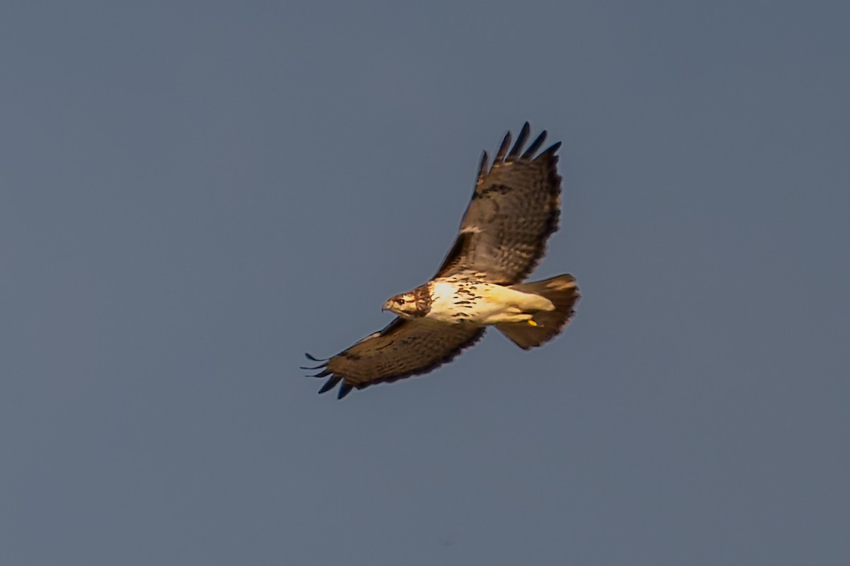 Red-tailed Hawk (borealis) - ML646817367
