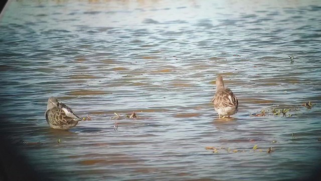 Long-billed Dowitcher - ML646817368