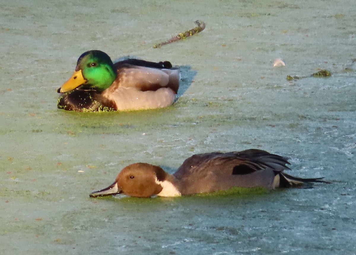 Northern Pintail - ML646817370
