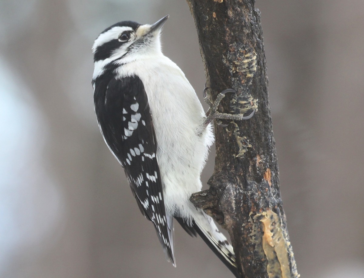Downy Woodpecker - ML646817371