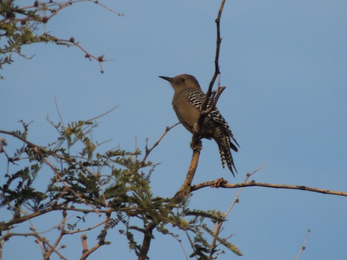 Carpintero de Gila - ML646817372