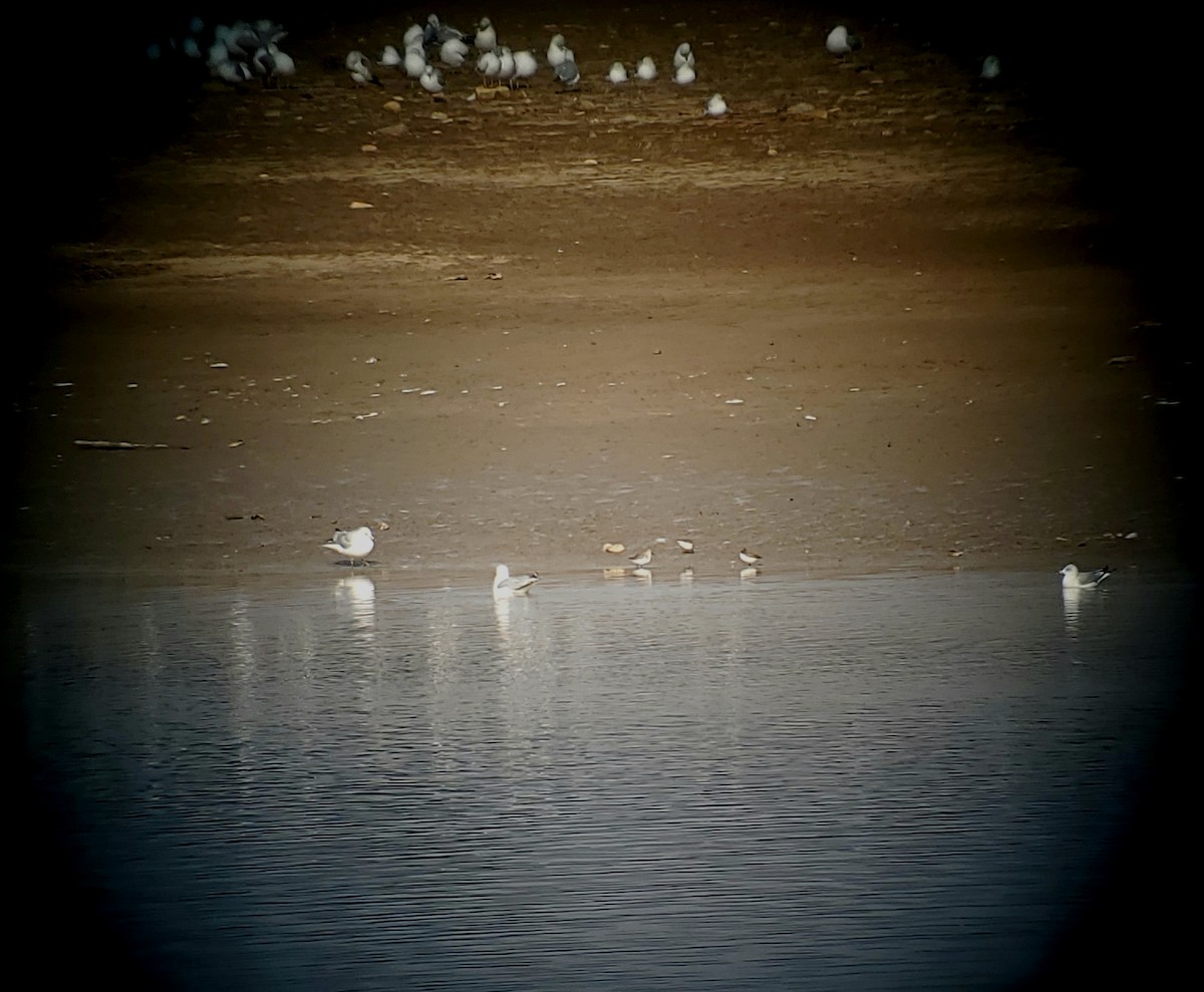 Dunlin - ML646817374