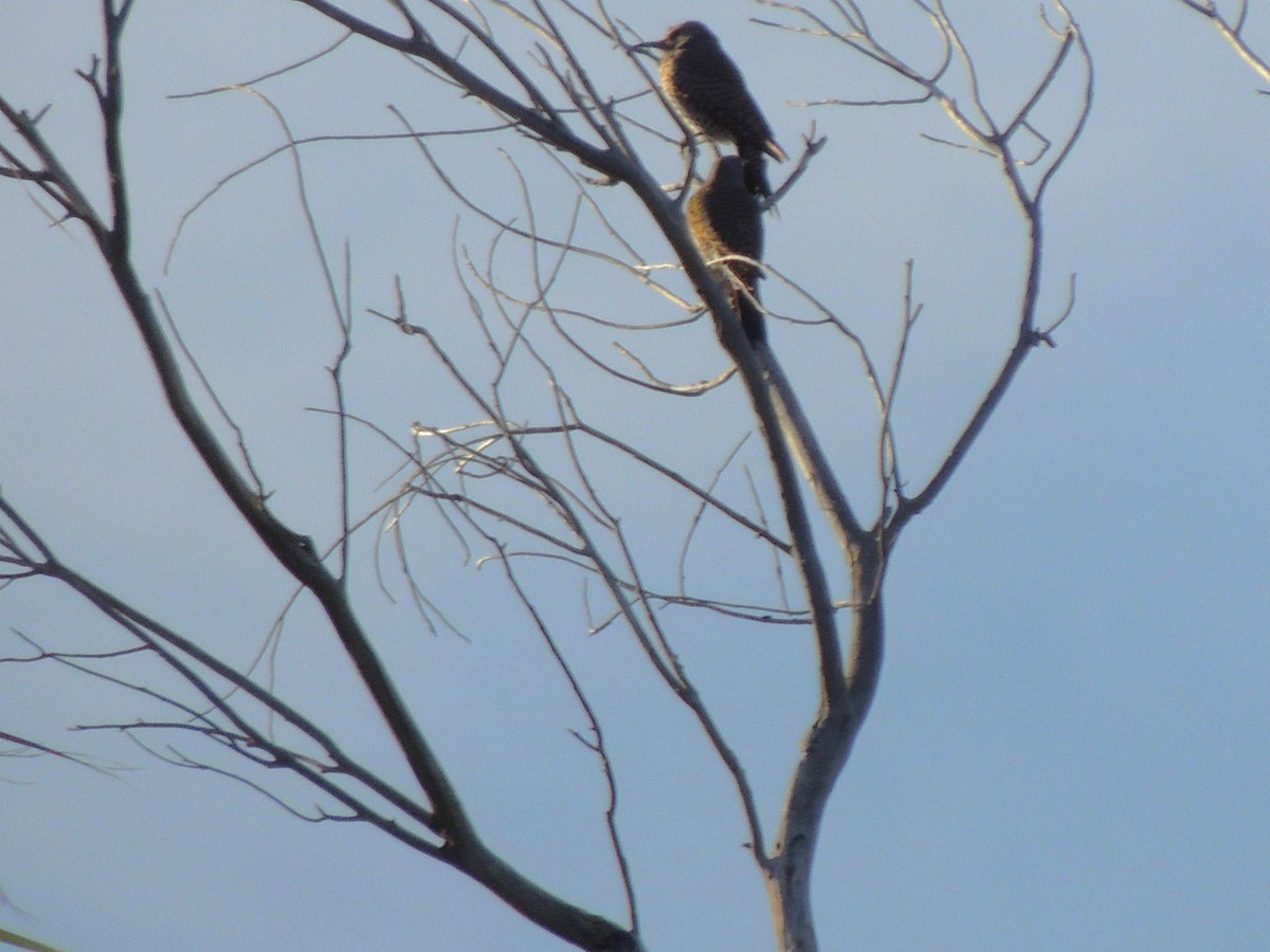 Carpintero Escapulario - ML646817375