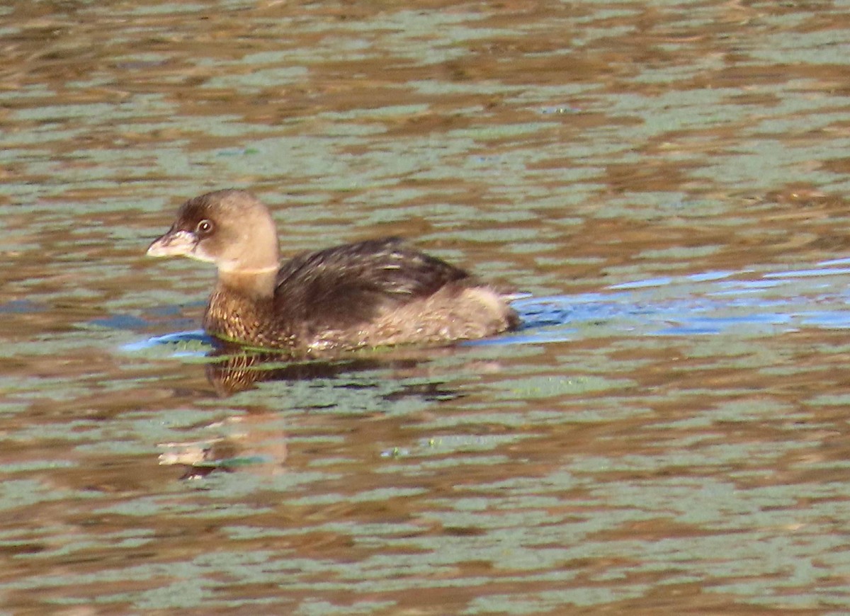 Pied-billed Grebe - ML646817376