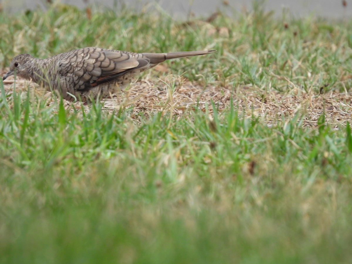 Inca Dove - ML646817377