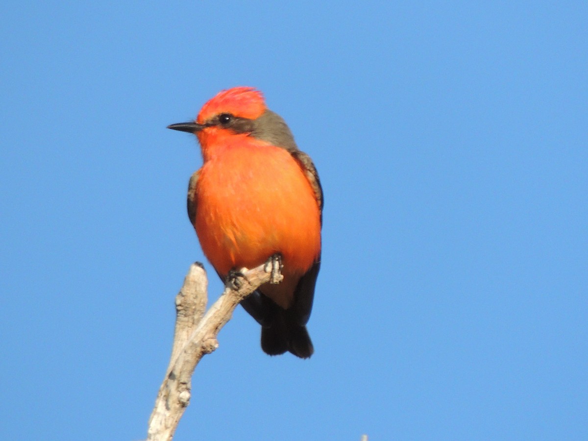 Vermilion Flycatcher - ML646817379