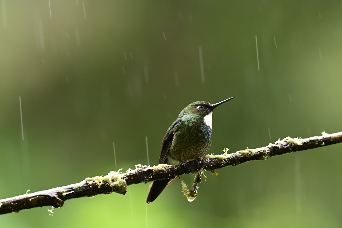 Tourmaline Sunangel - ML646817380