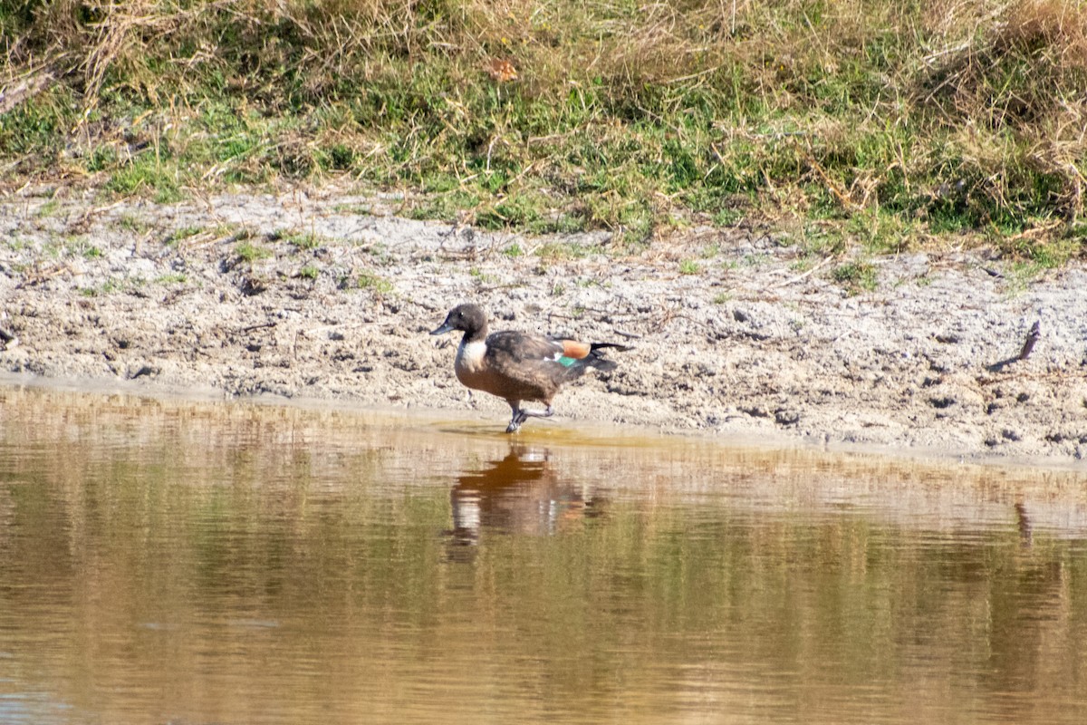 Australian Shelduck - ML646817381