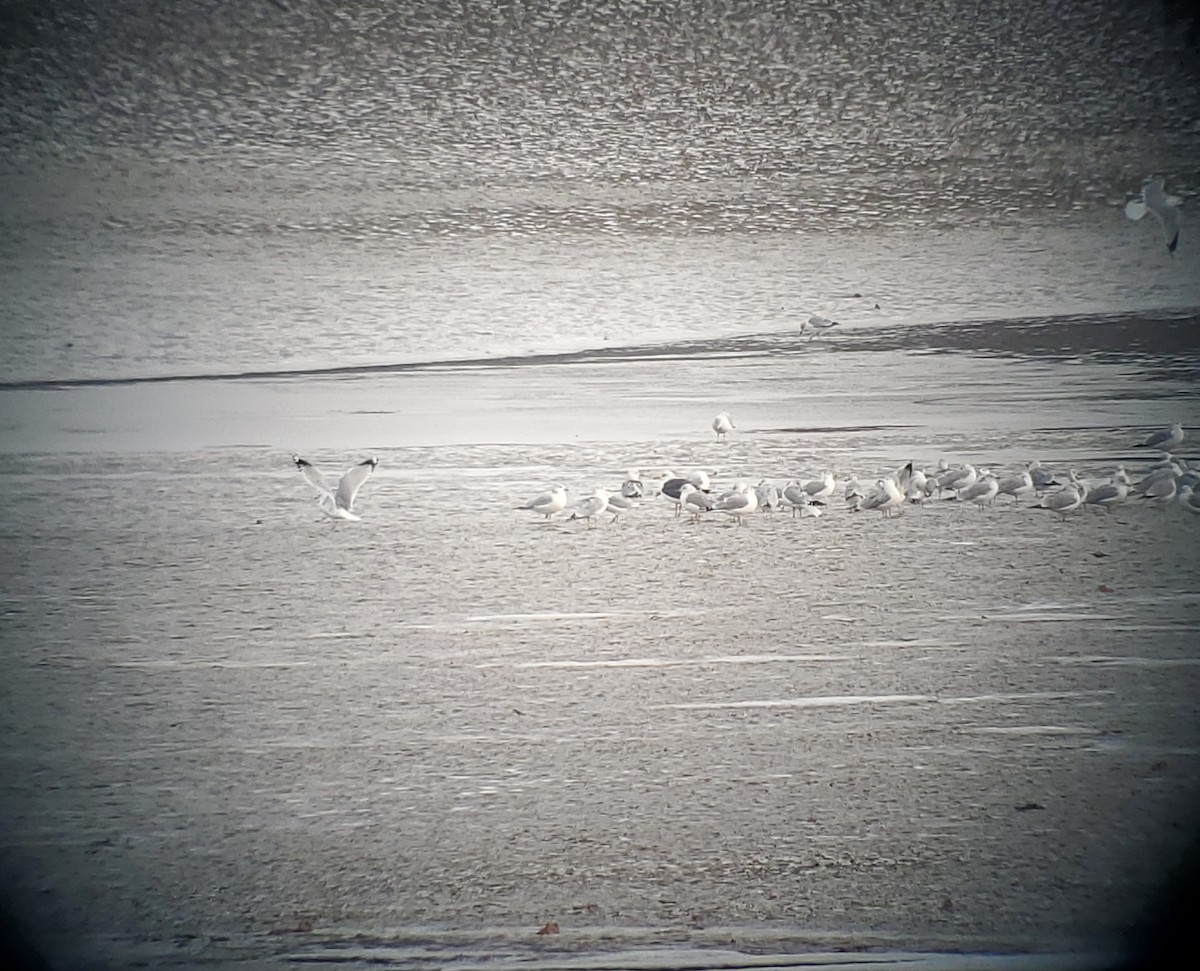 Lesser Black-backed Gull - ML646817382