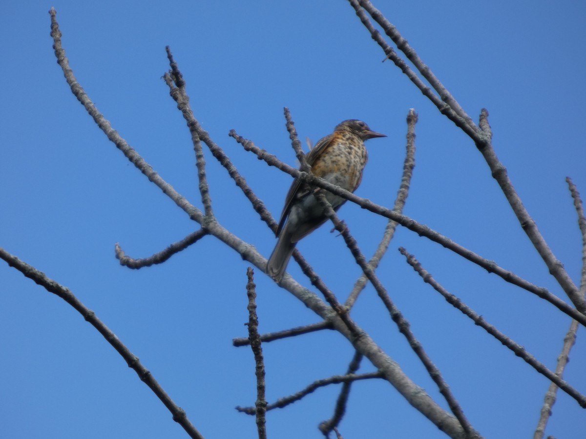 American Robin - ML646817383