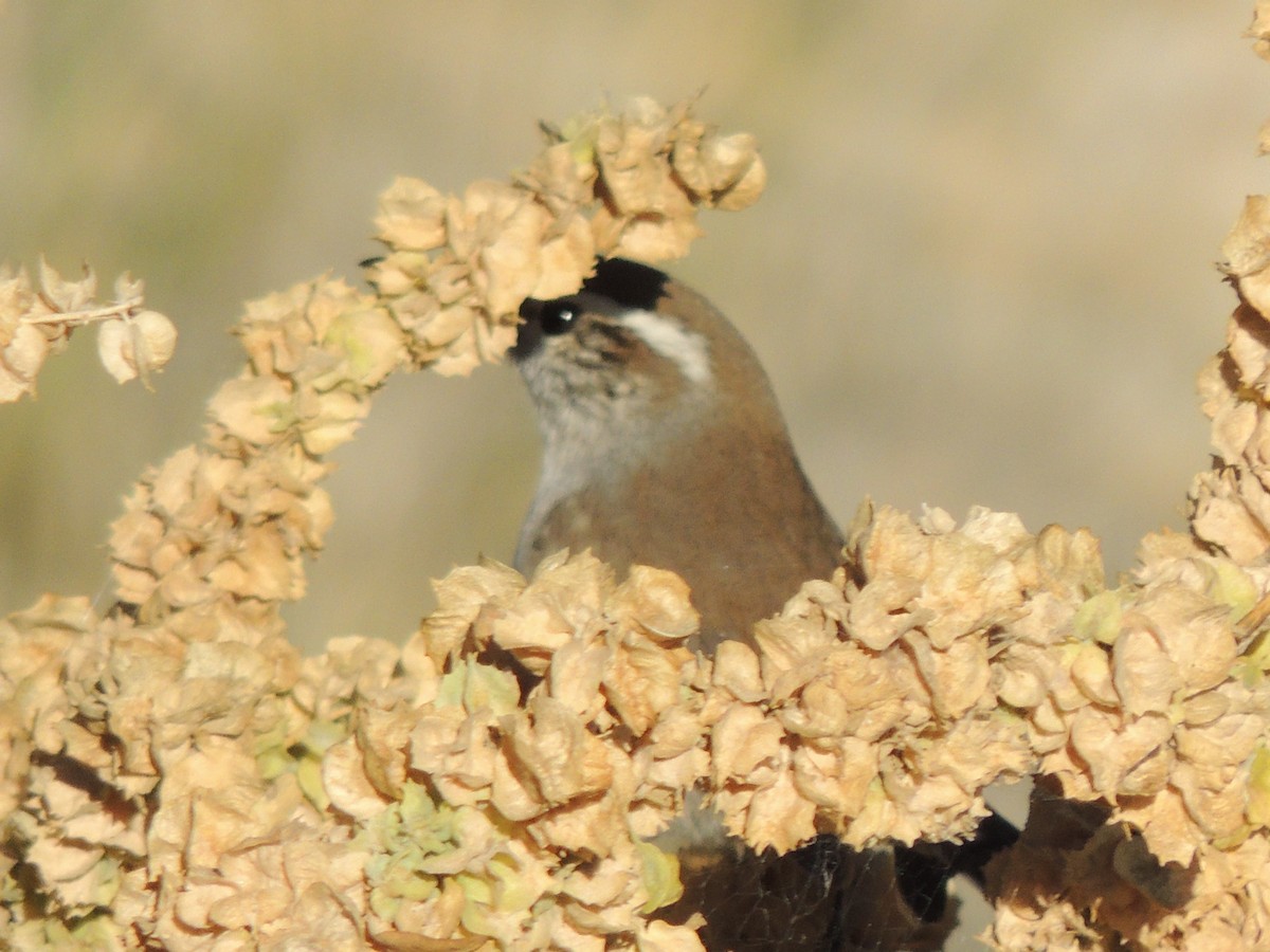 Bewick's Wren - ML646817384