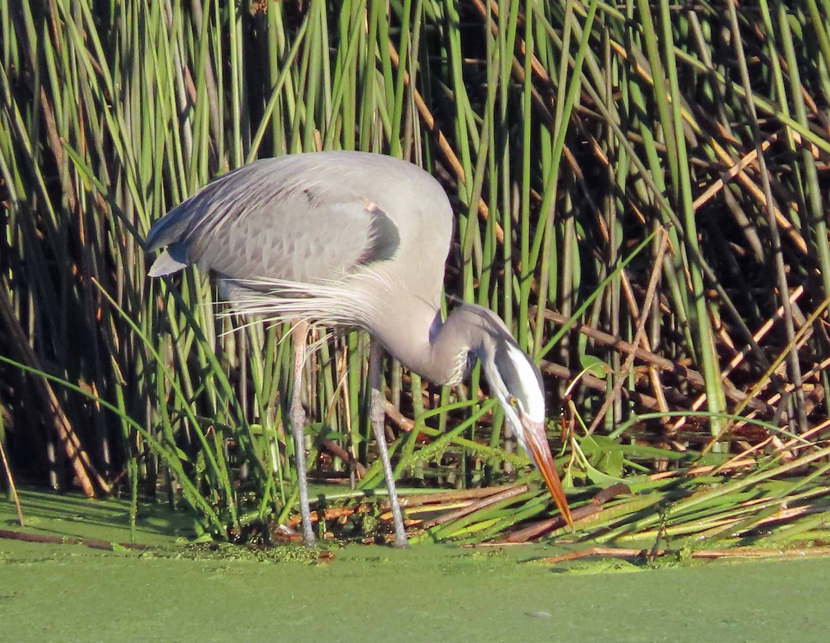 Great Blue Heron - ML646817385