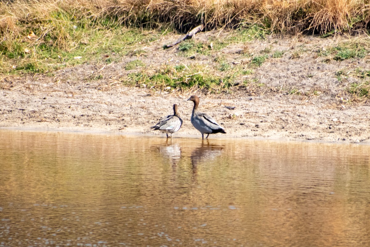 Maned Duck - ML646817386
