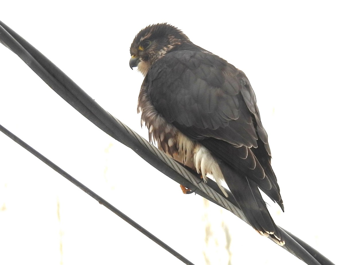 Merlin - ML646817387