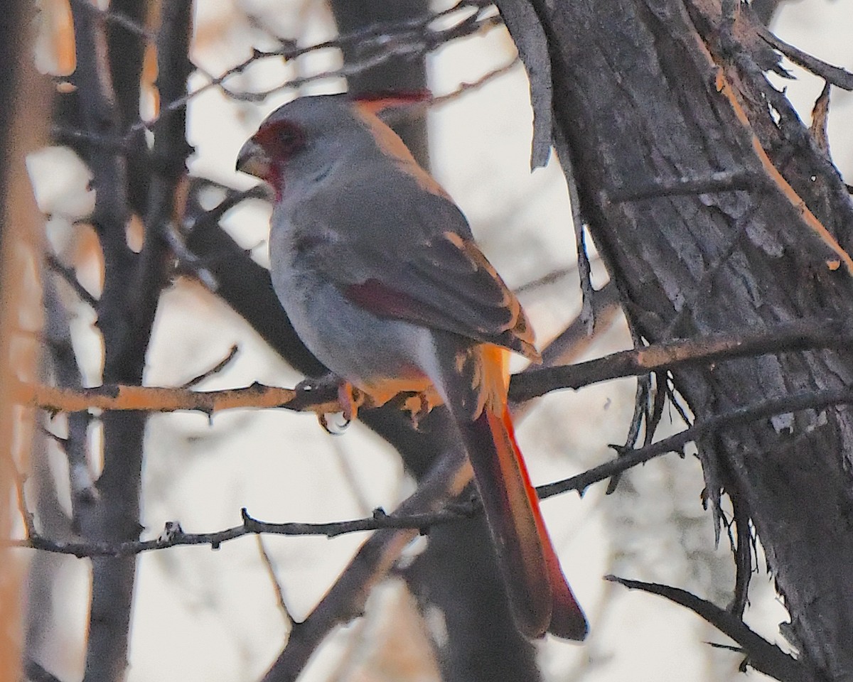 Pyrrhuloxia - ML646817388