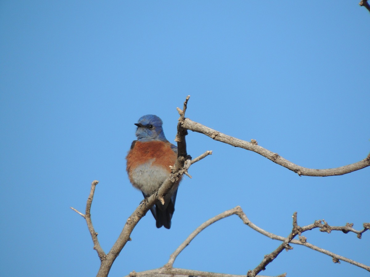 Western Bluebird - ML646817389