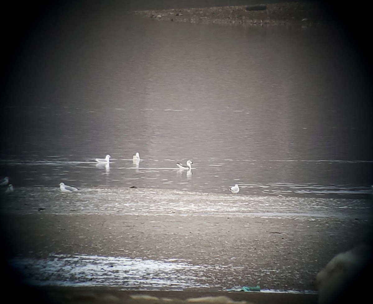 Lesser Black-backed Gull - ML646817390