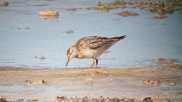 Sharp-tailed Sandpiper - ML646817391