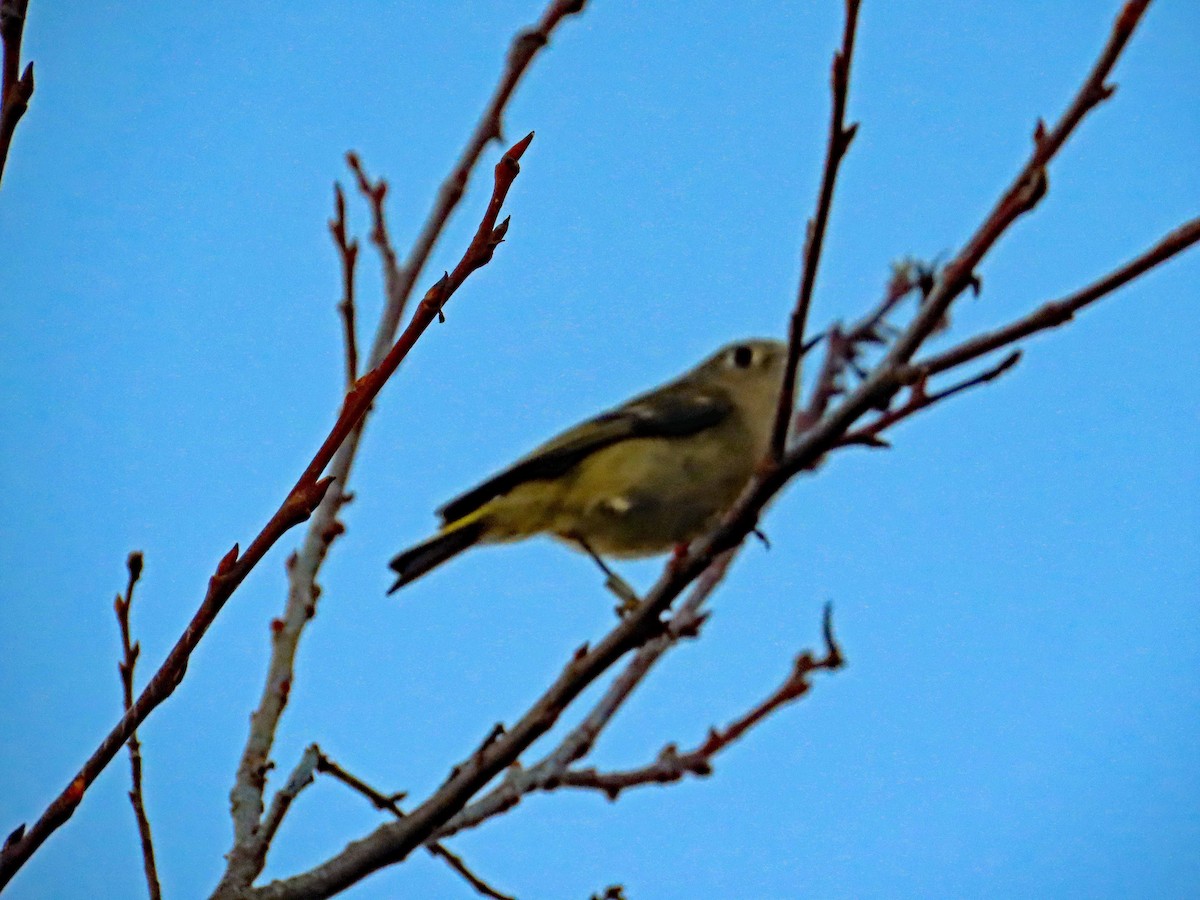 Ruby-crowned Kinglet - ML646817392