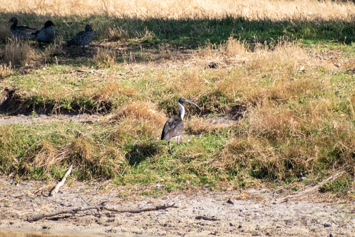 Straw-necked Ibis - ML646817393