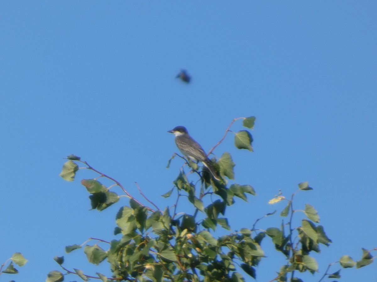 Tirano Oriental - ML646817394