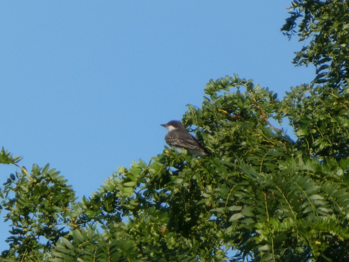 Tirano Oriental - ML646817395