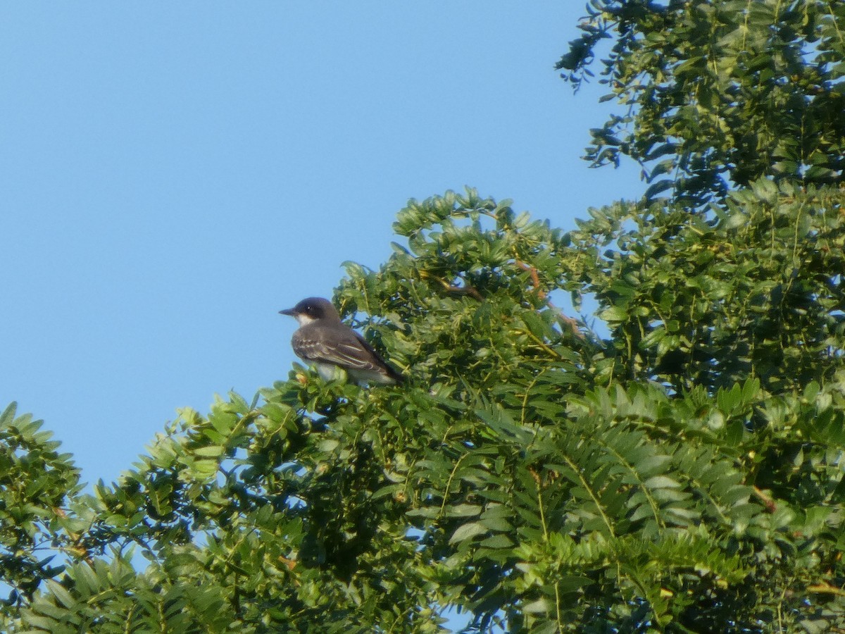 Tirano Oriental - ML646817396