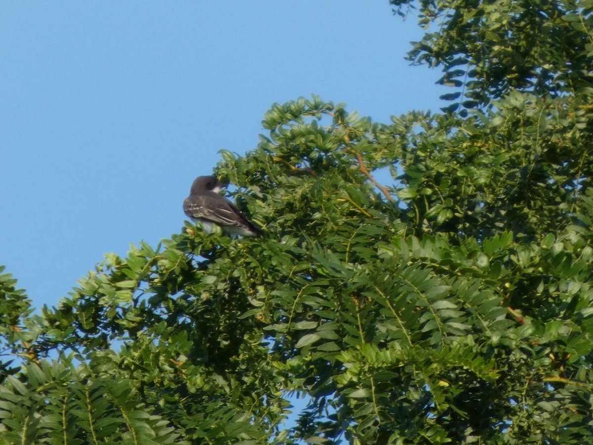 Tirano Oriental - ML646817397