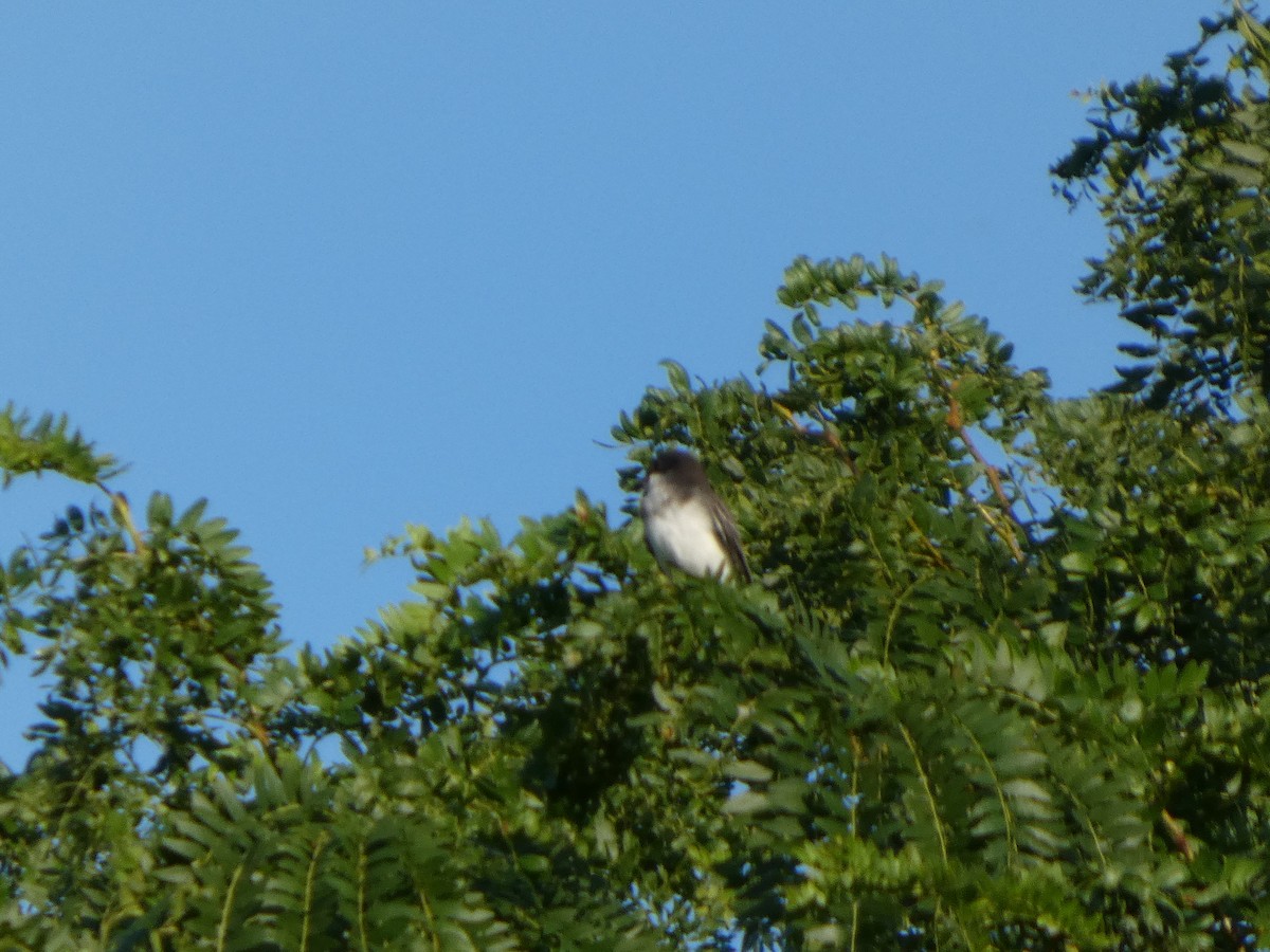 Tirano Oriental - ML646817398