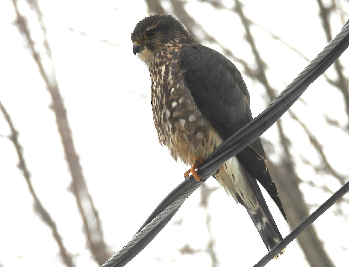 Merlin - ML646817399