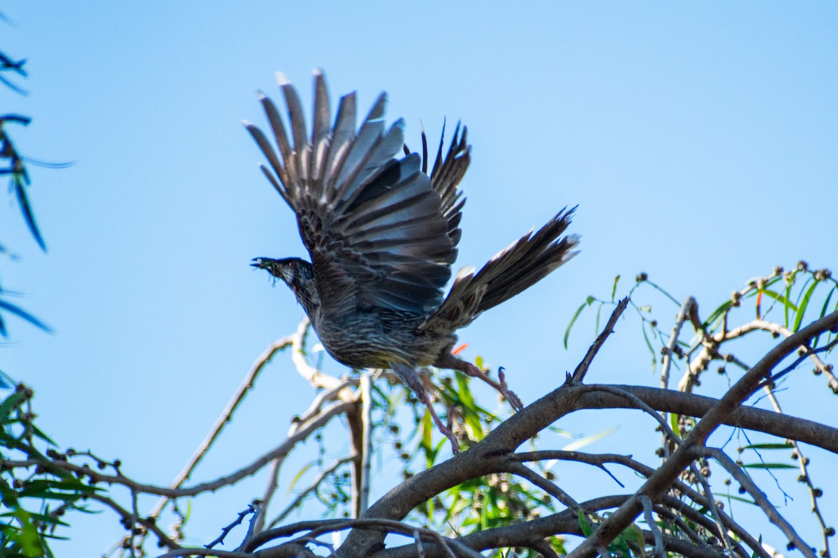 Red Wattlebird - ML646817400